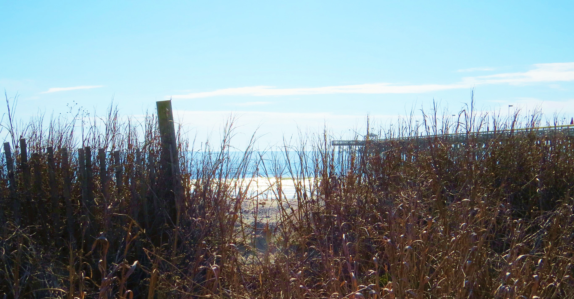 Beach Grass